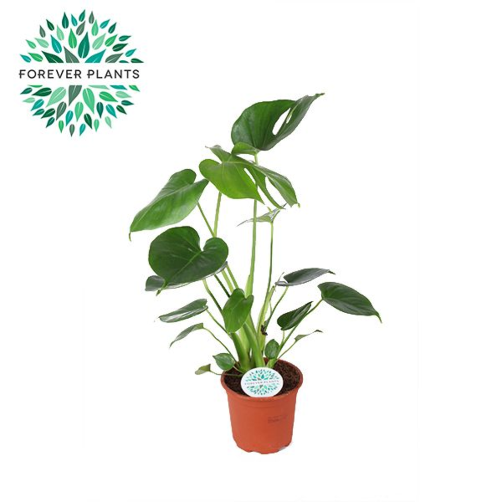 Monstera Deliciosa p14.