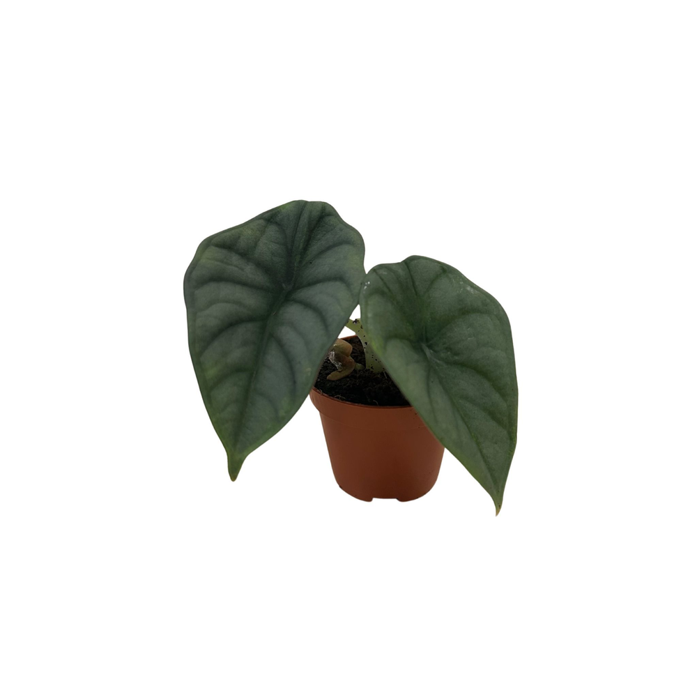Alocasia Nebula.