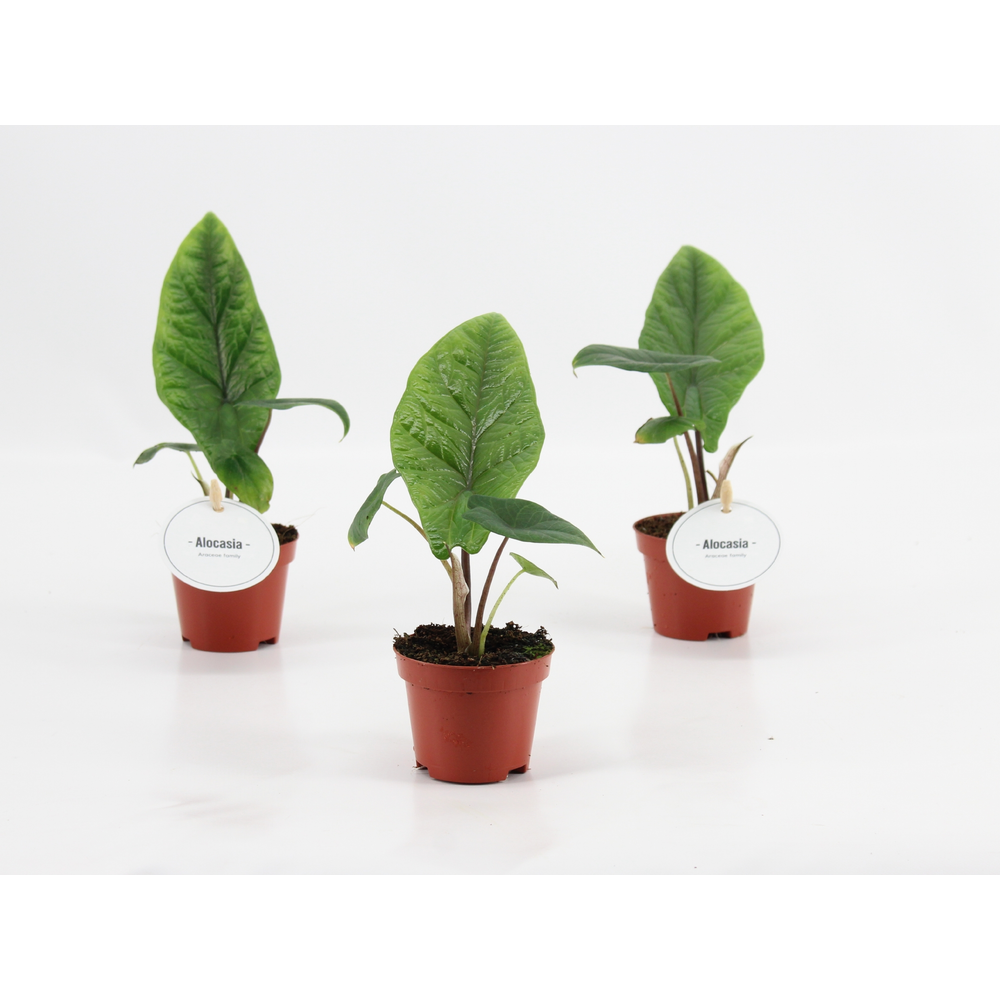 Alocasia Scalprum.