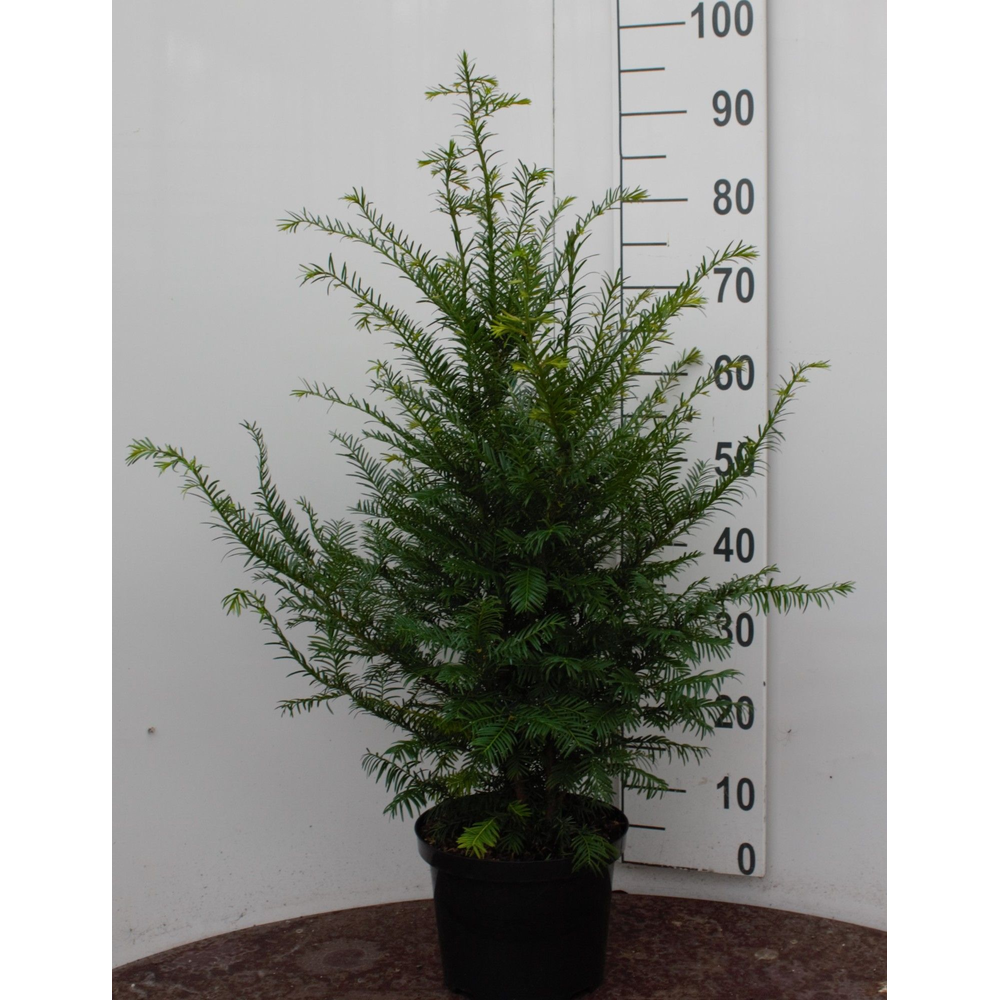 Taxus baccata.