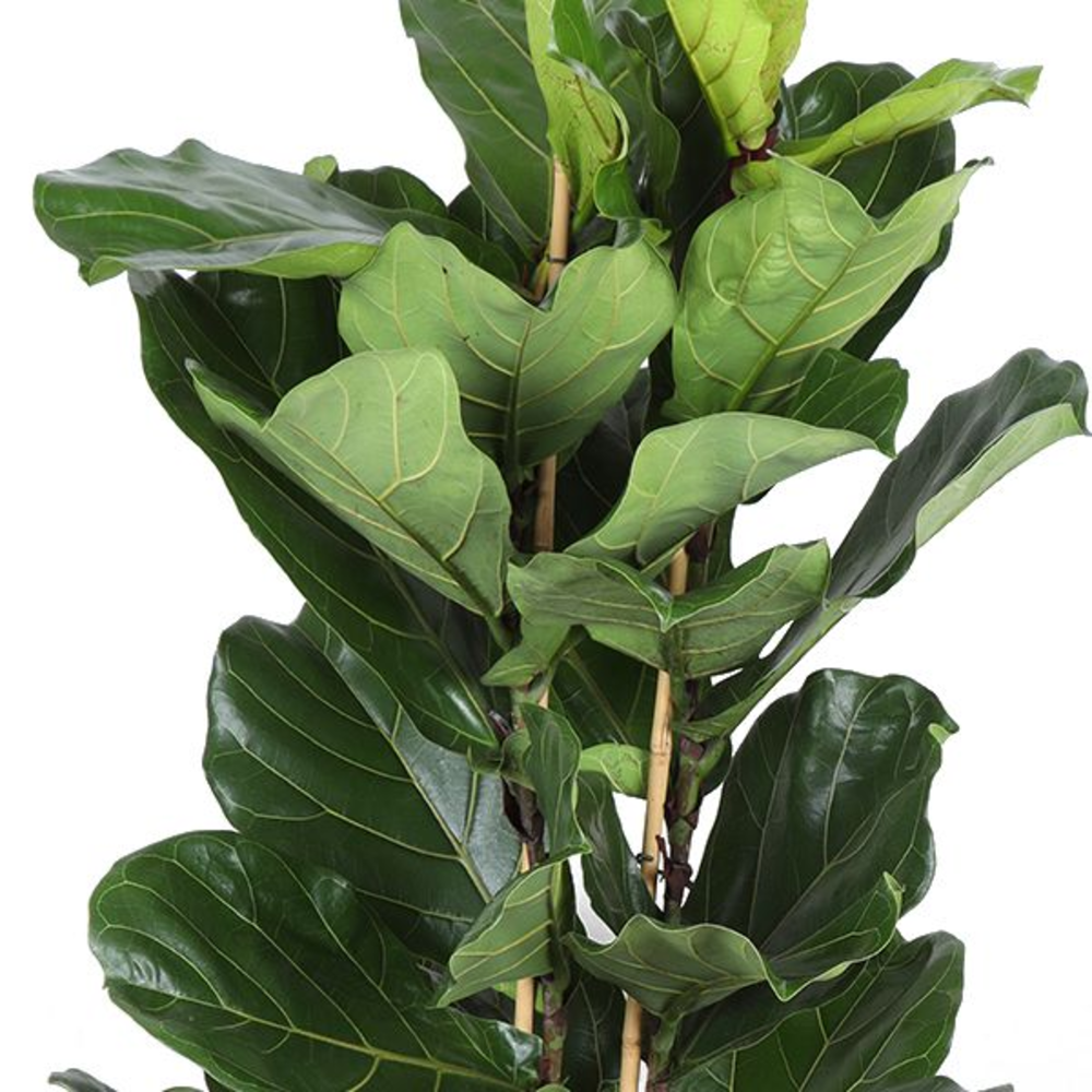 Ficus Lyrata, 2pp, p27.