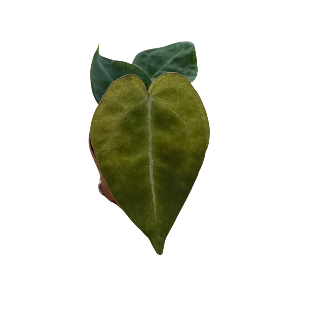 Anthurium Forgetti.