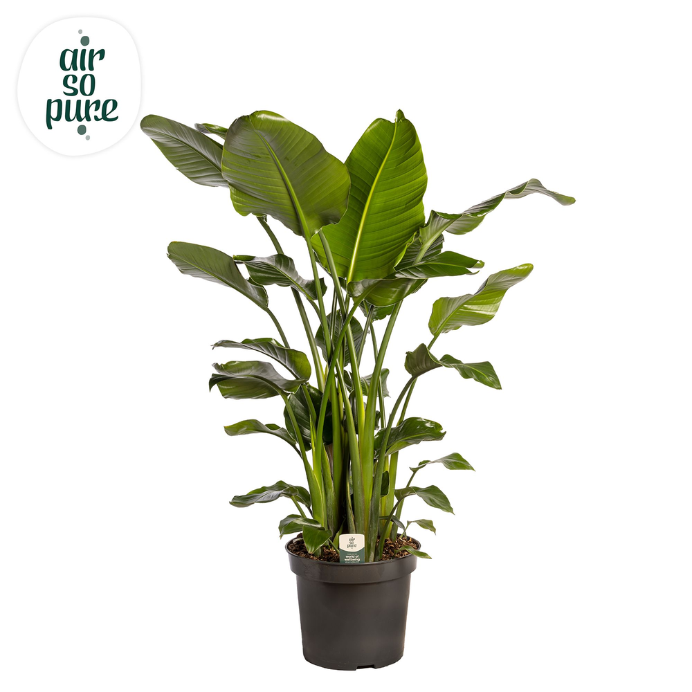 Strelitzia Nicolai p35.