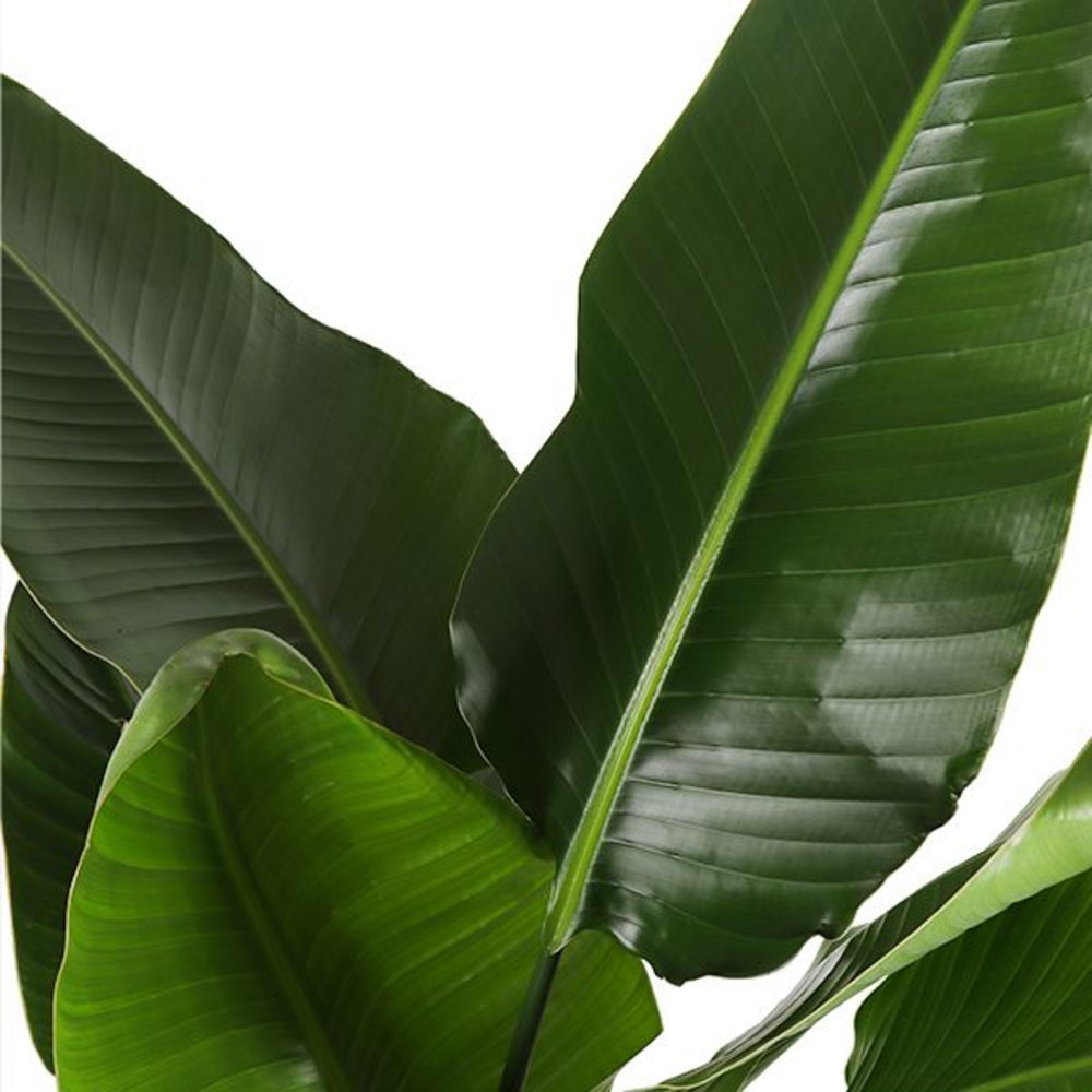 Strelitzia Nicolai p35 (Air so Pure).