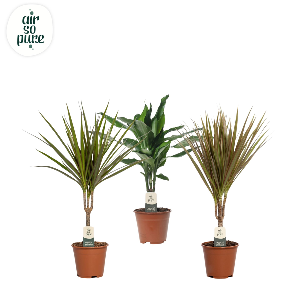 Groen Mix kamerplanten p14 (Air so Pure).