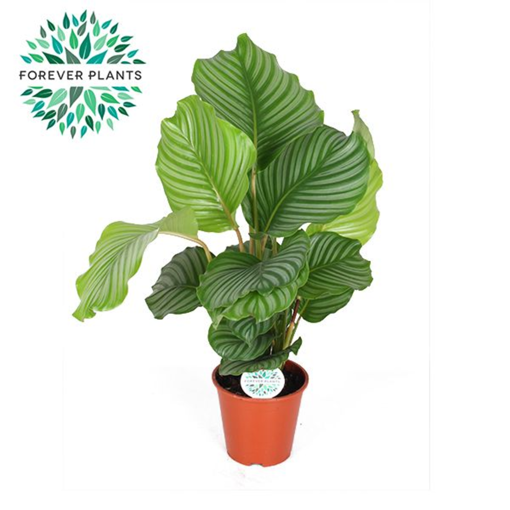 Calathea Orbifolia p17.