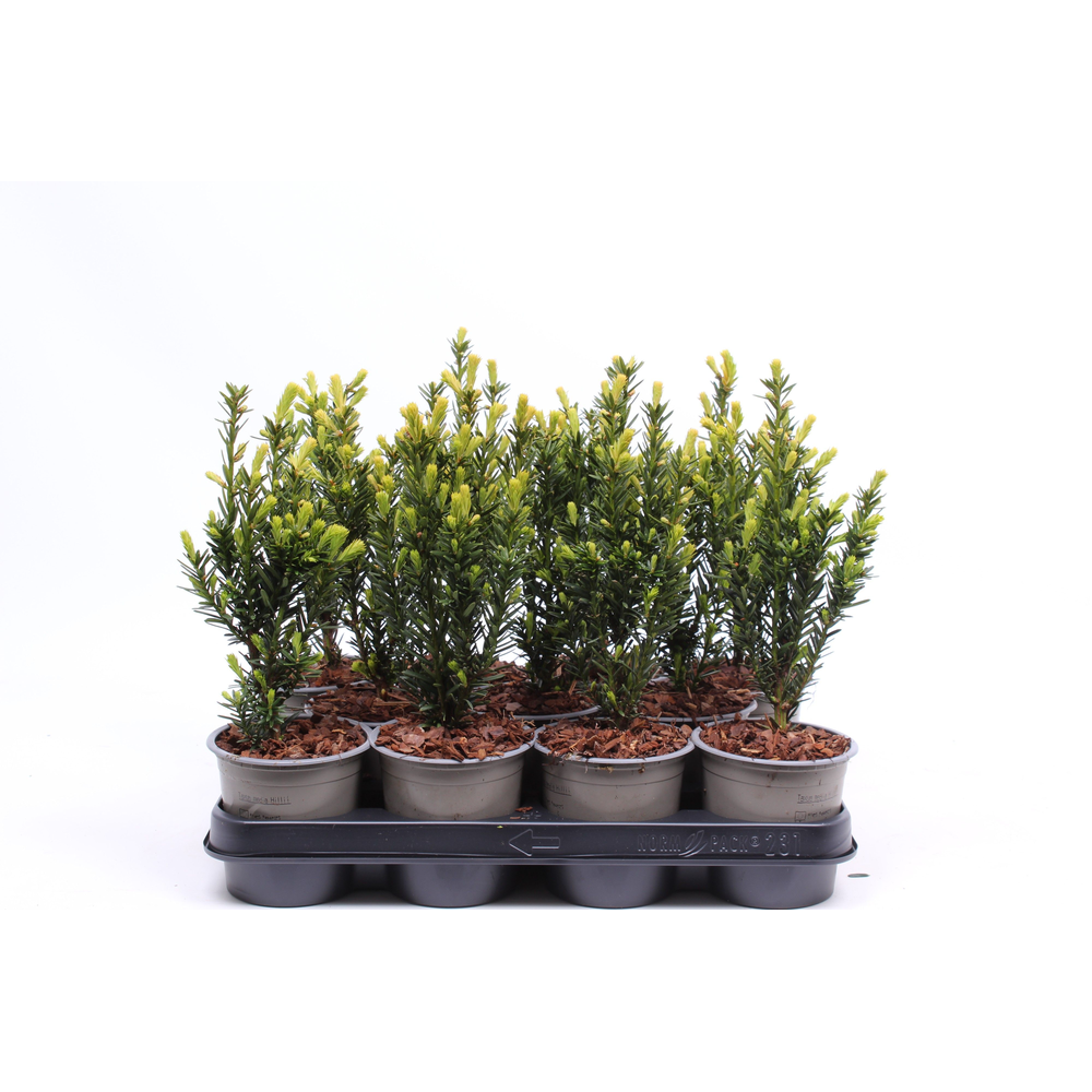 Taxus media 'Hillii'.