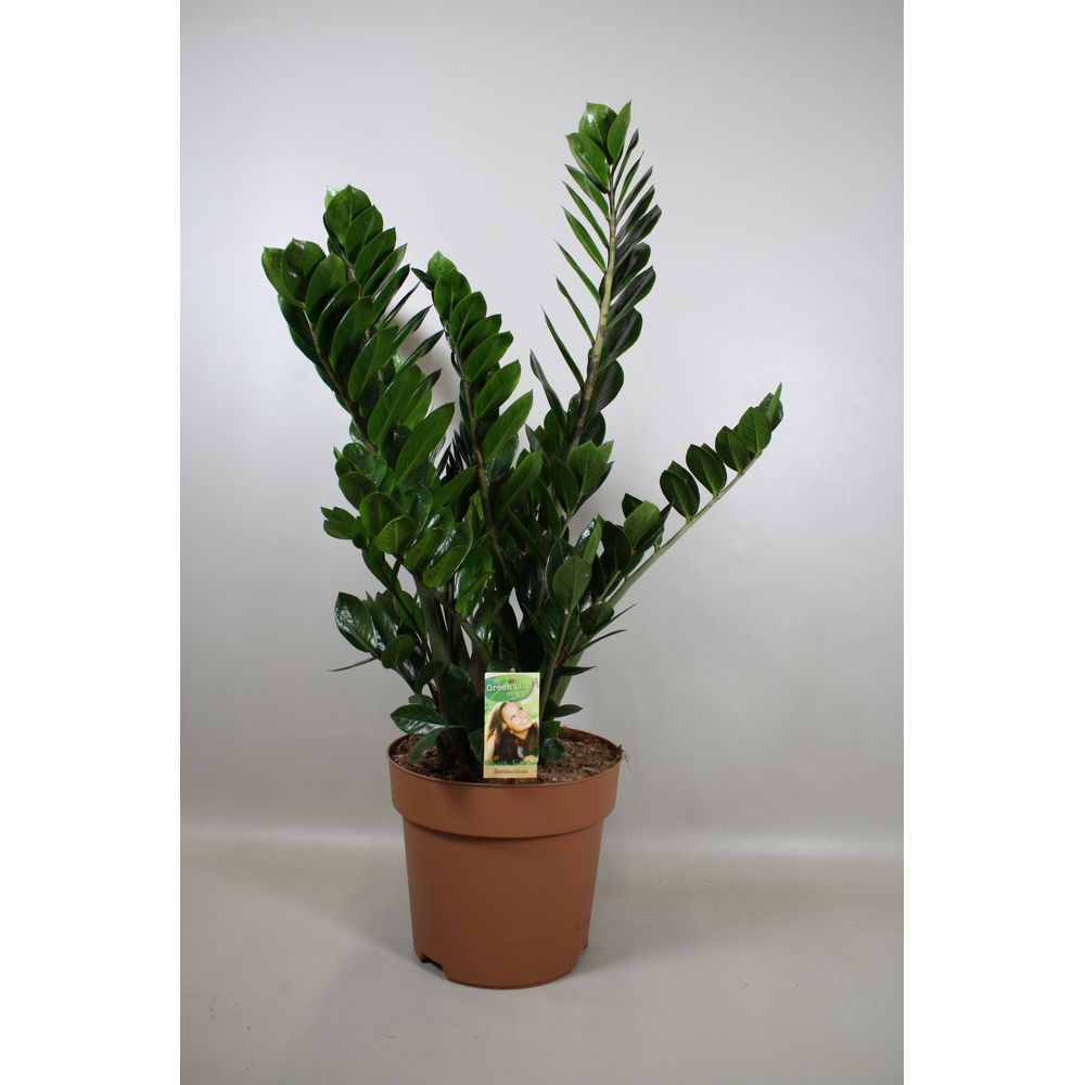 Zamioculcas 10+ veren.