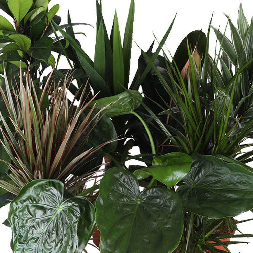 Groen Mix p21 BUDGET.