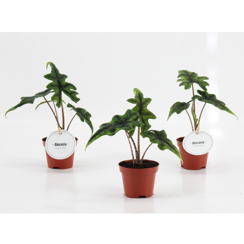 Alocasia Jacklyn.