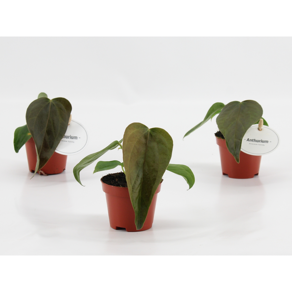Anthurium Queen of Heart.