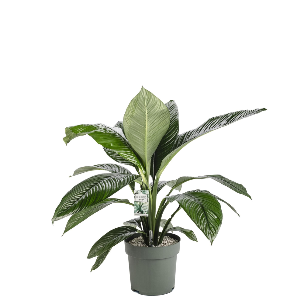 Spathiphyllum Sensation.
