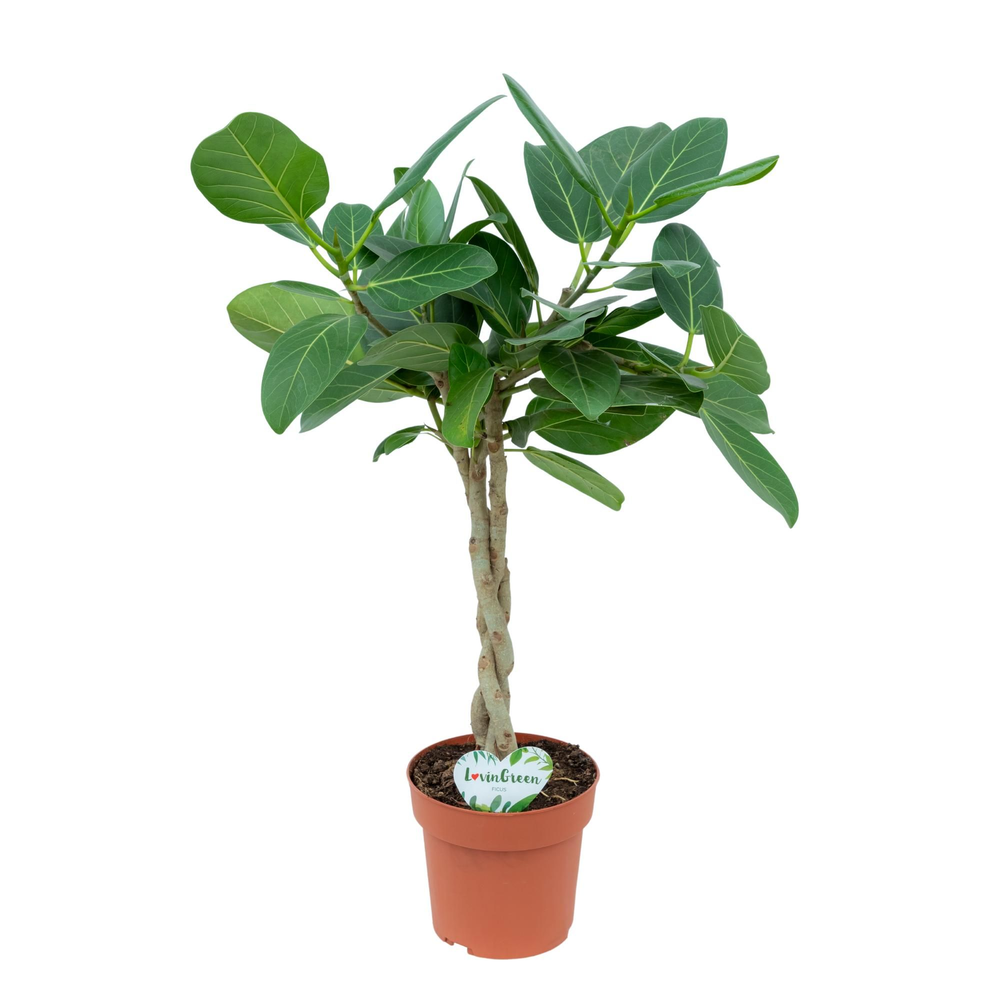 Ficus Altissima.