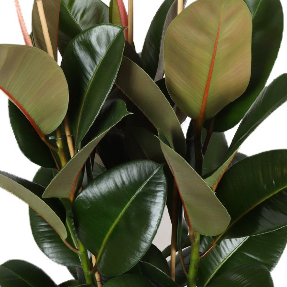Ficus Elastica Robusta p35 (3pp).