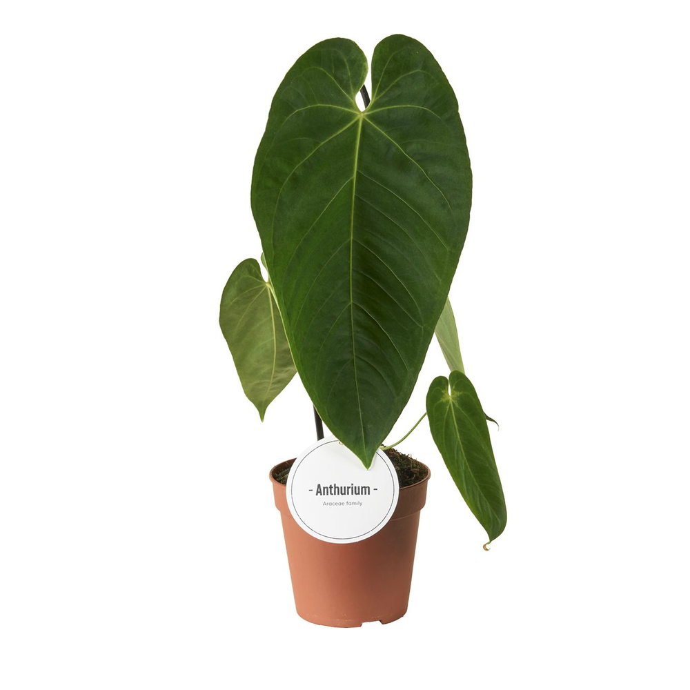 Anthurium Queremalense.