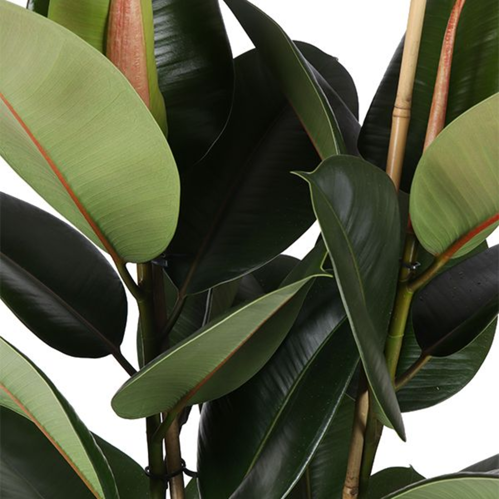 Ficus Elastica Robusta p24 (2pp).