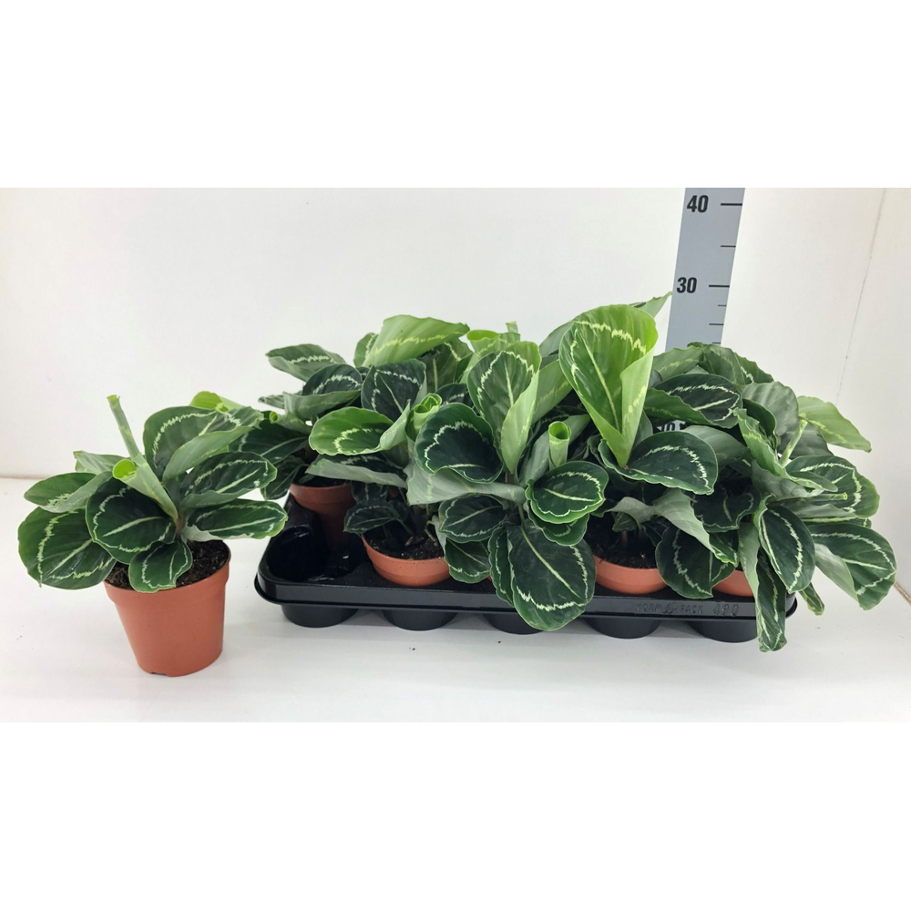 Calathea Roseapicta Green/ Julia.