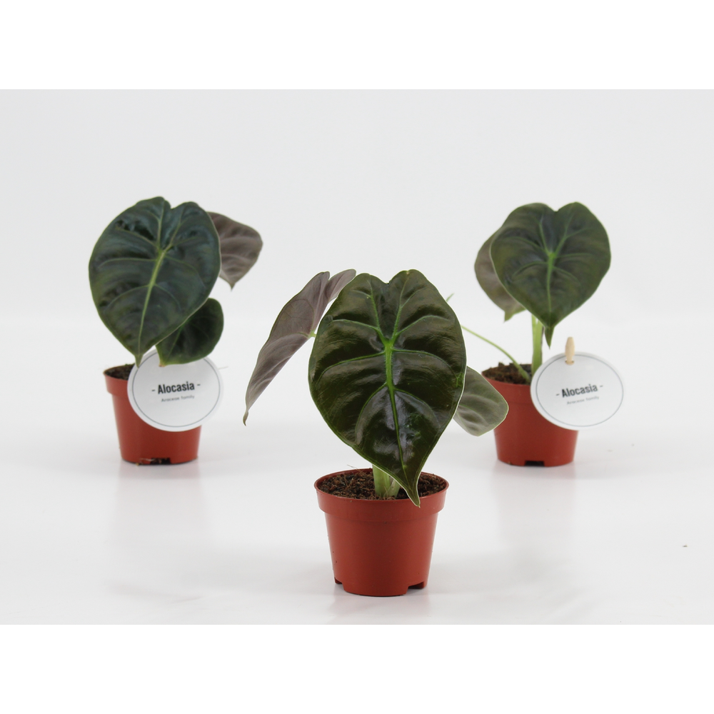 Alocasia Golden Bone.
