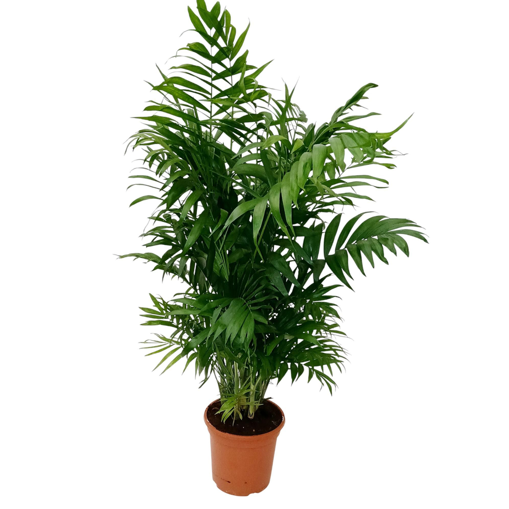 Chamaedorea elegans.