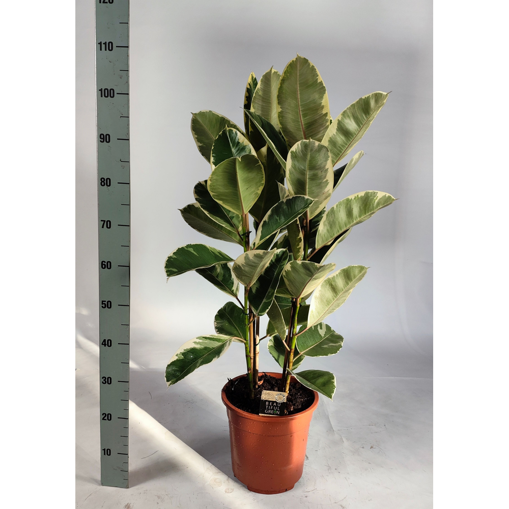 Ficus elastica tineke toef 105cm.