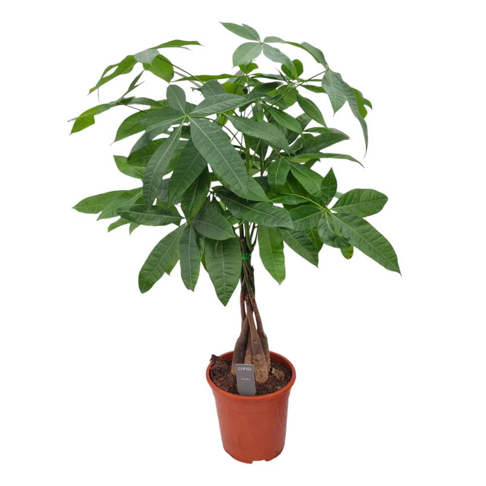 Pachira aquatica 19 cm 35 hout.