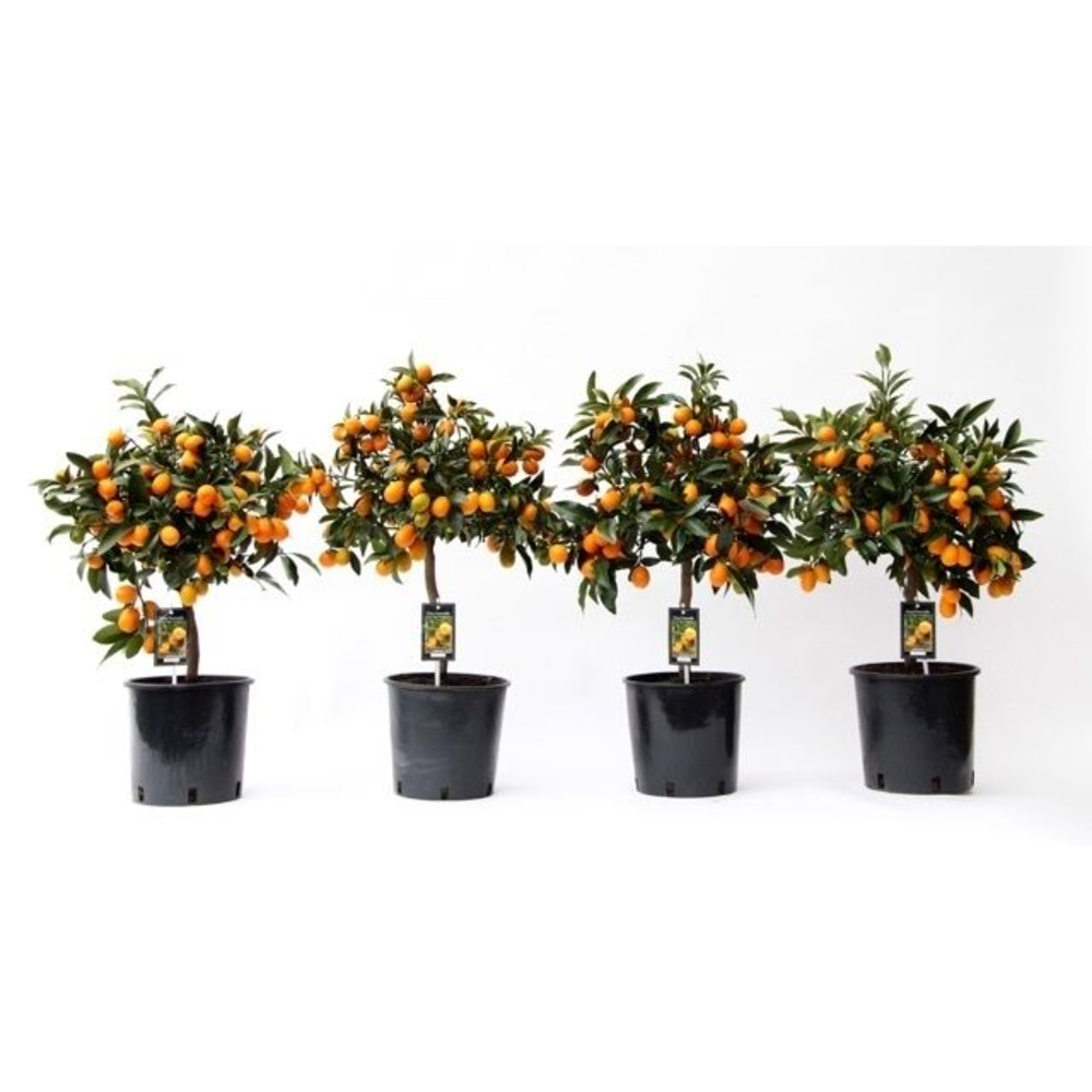 Citrus Kumquat.