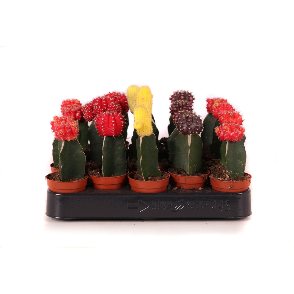 Cactus geent mix 5,5 cm.