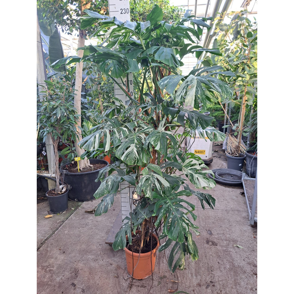 Monstera Deliciosa Variegata bush met vrucht.
