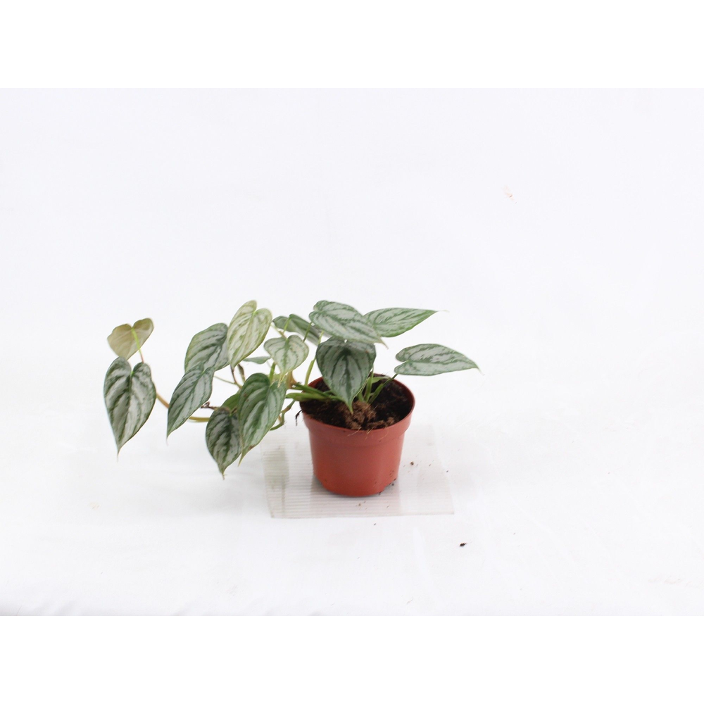 Philodendron.