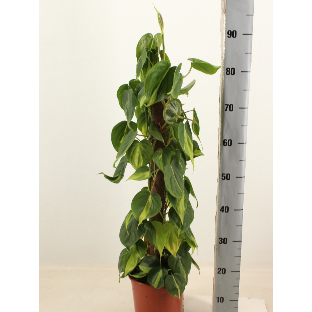 Philodendron brasil kratiste klimstok 80cm.