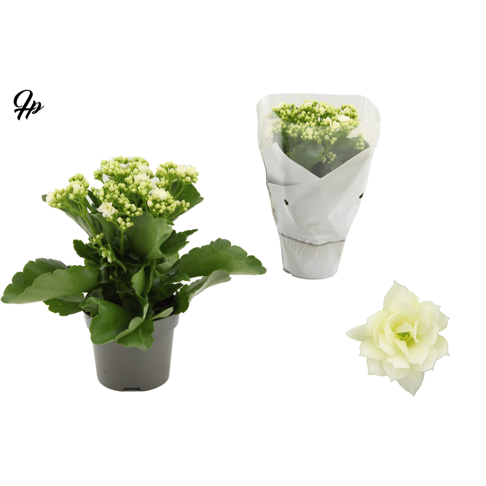 Kalanchoë Perfecta White in Couture sleeve white.
