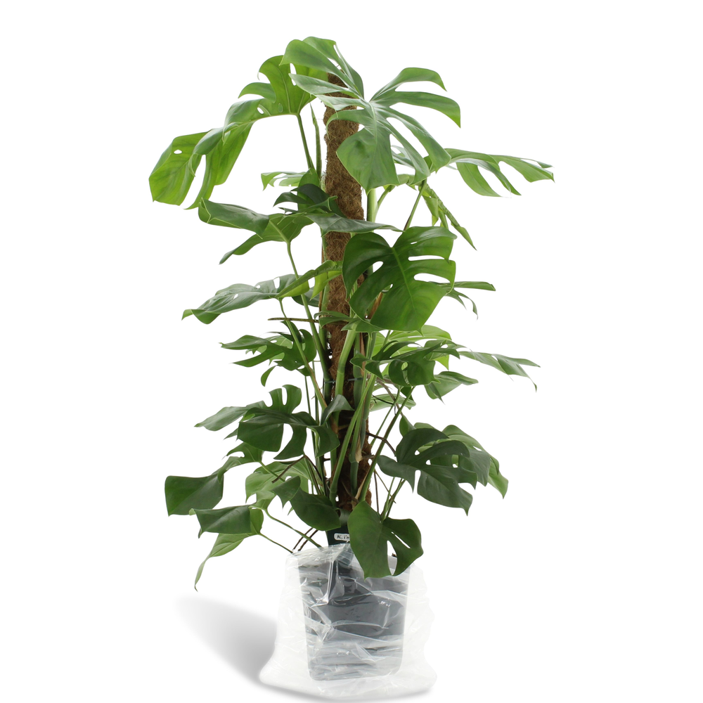 Dikte 2 Monstera Pertusum 120mos.