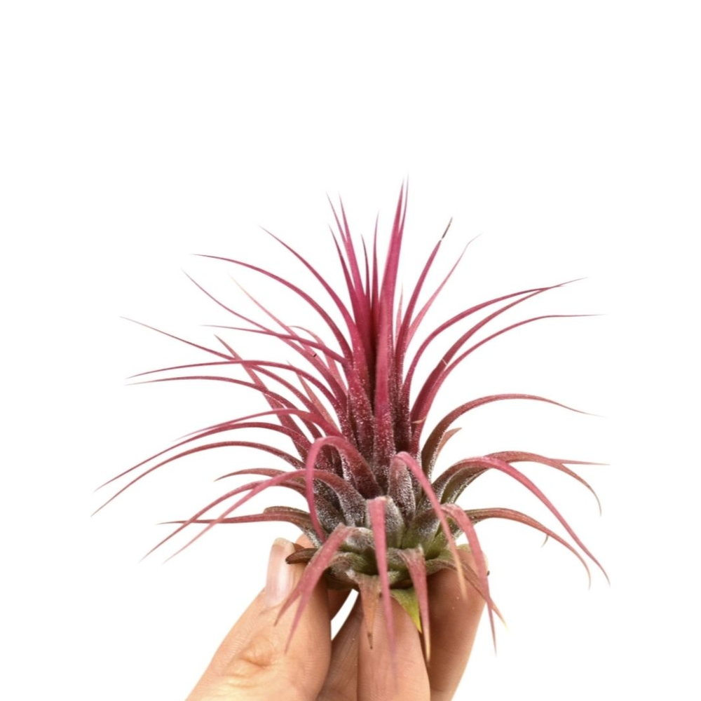 Tillandsia ionantha rood large.