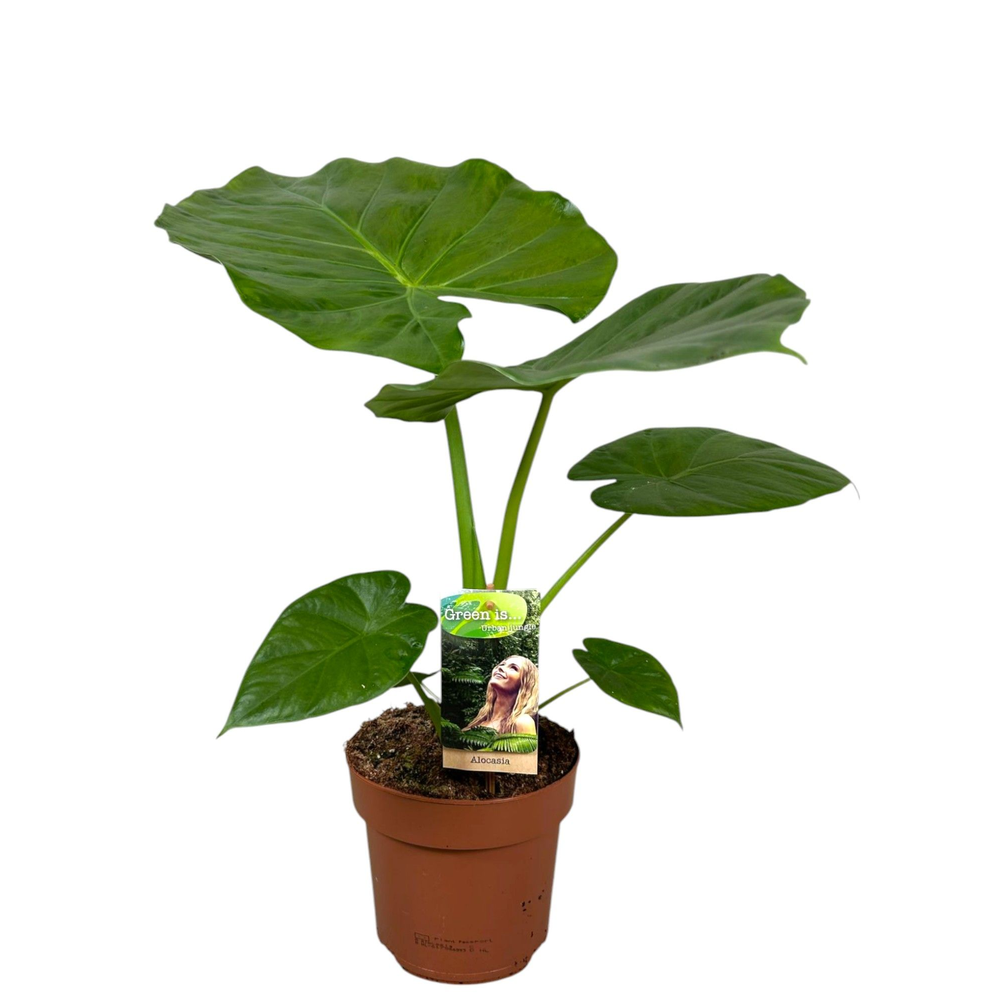 Alocasia Macrorrhiza.