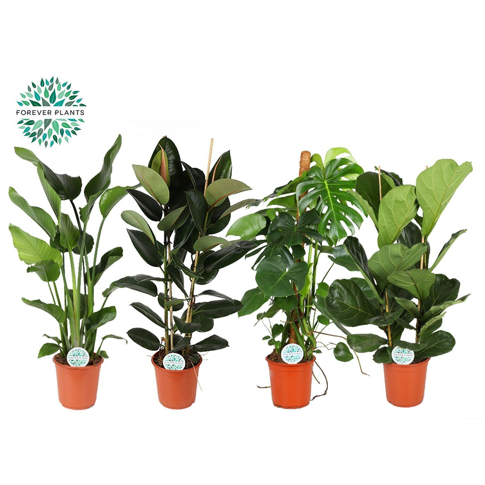 Groenmix Forest p24.