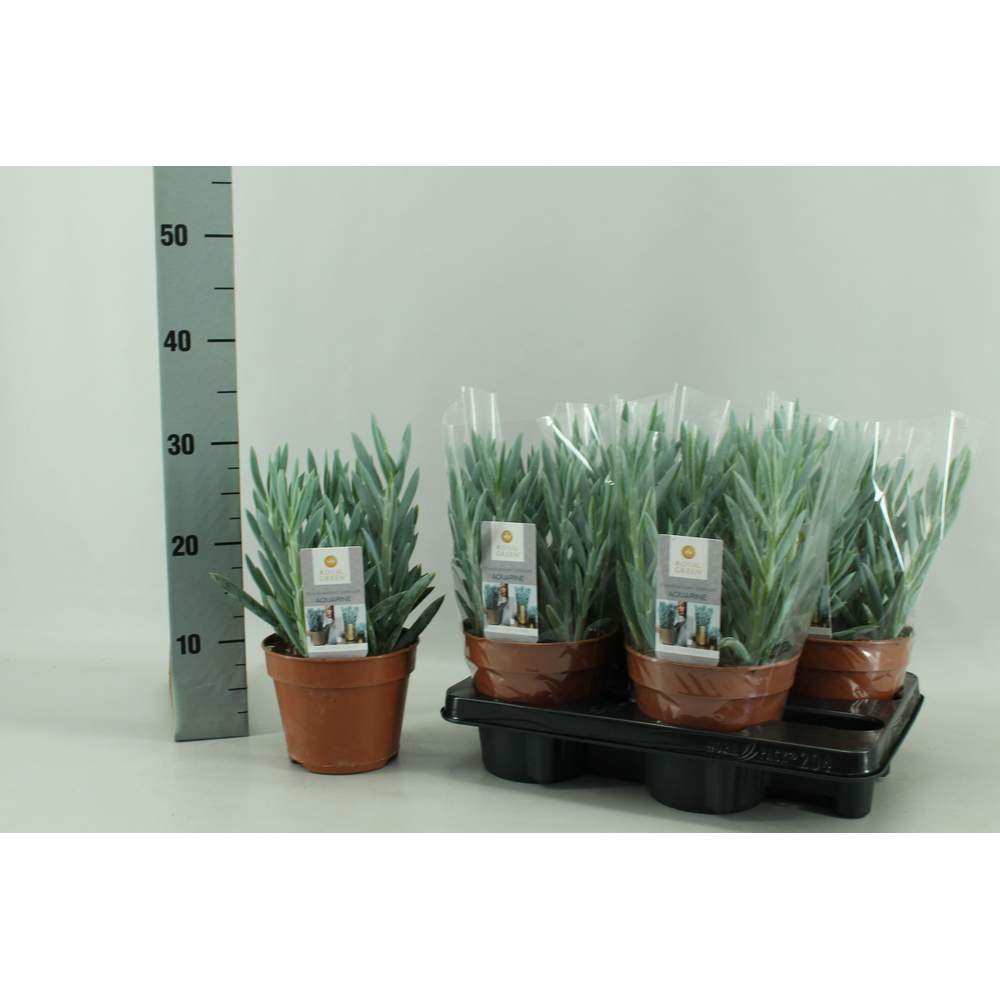 Curio mount everst 15 cm.