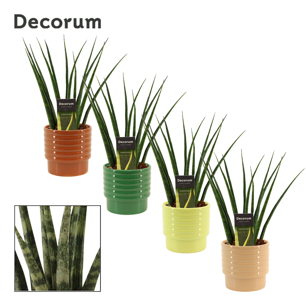 Sansevieria fernwood 12 cm in Naemi (Natural bubbl.