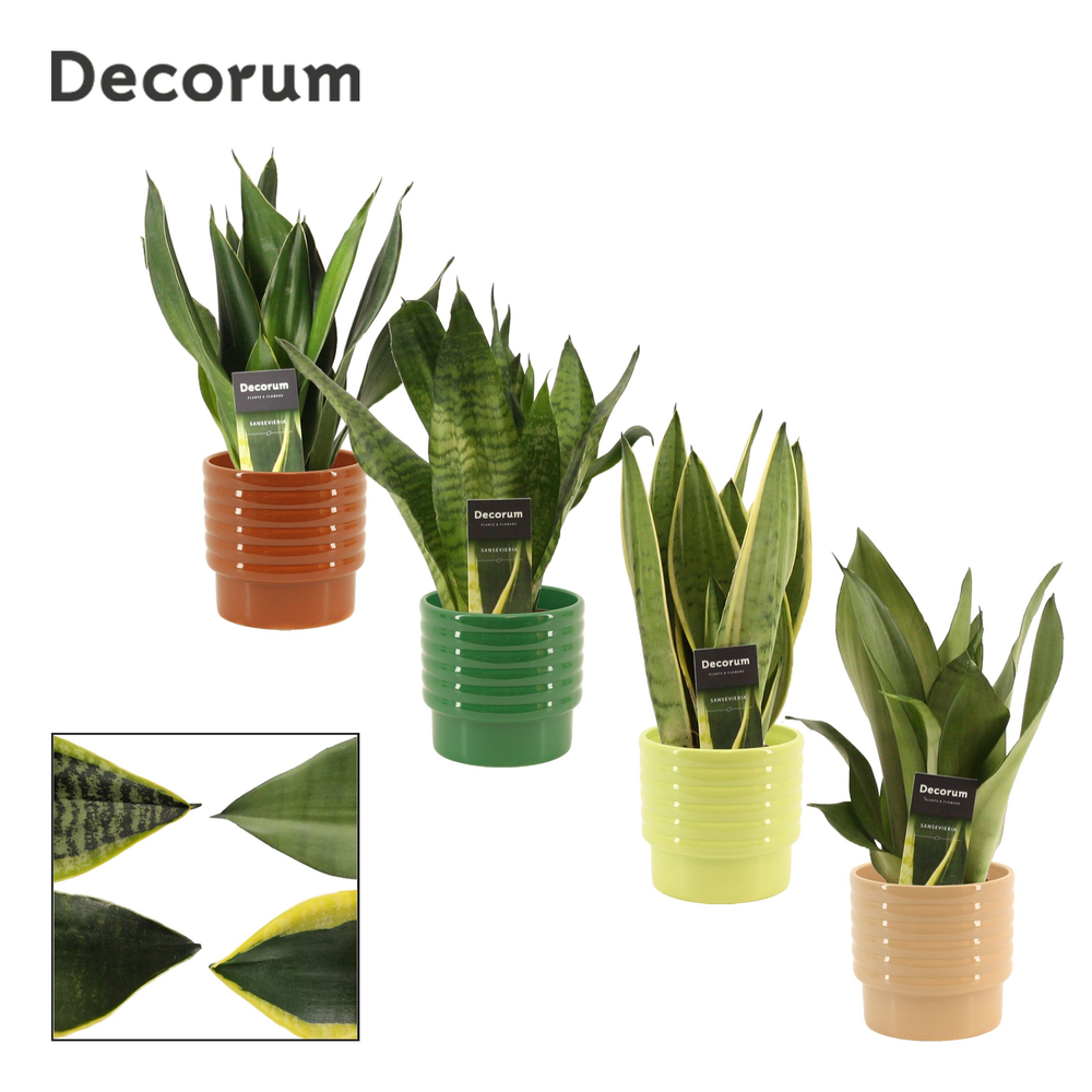 Sansevieria super mix 12 cm in Naemi (Natural bubb.