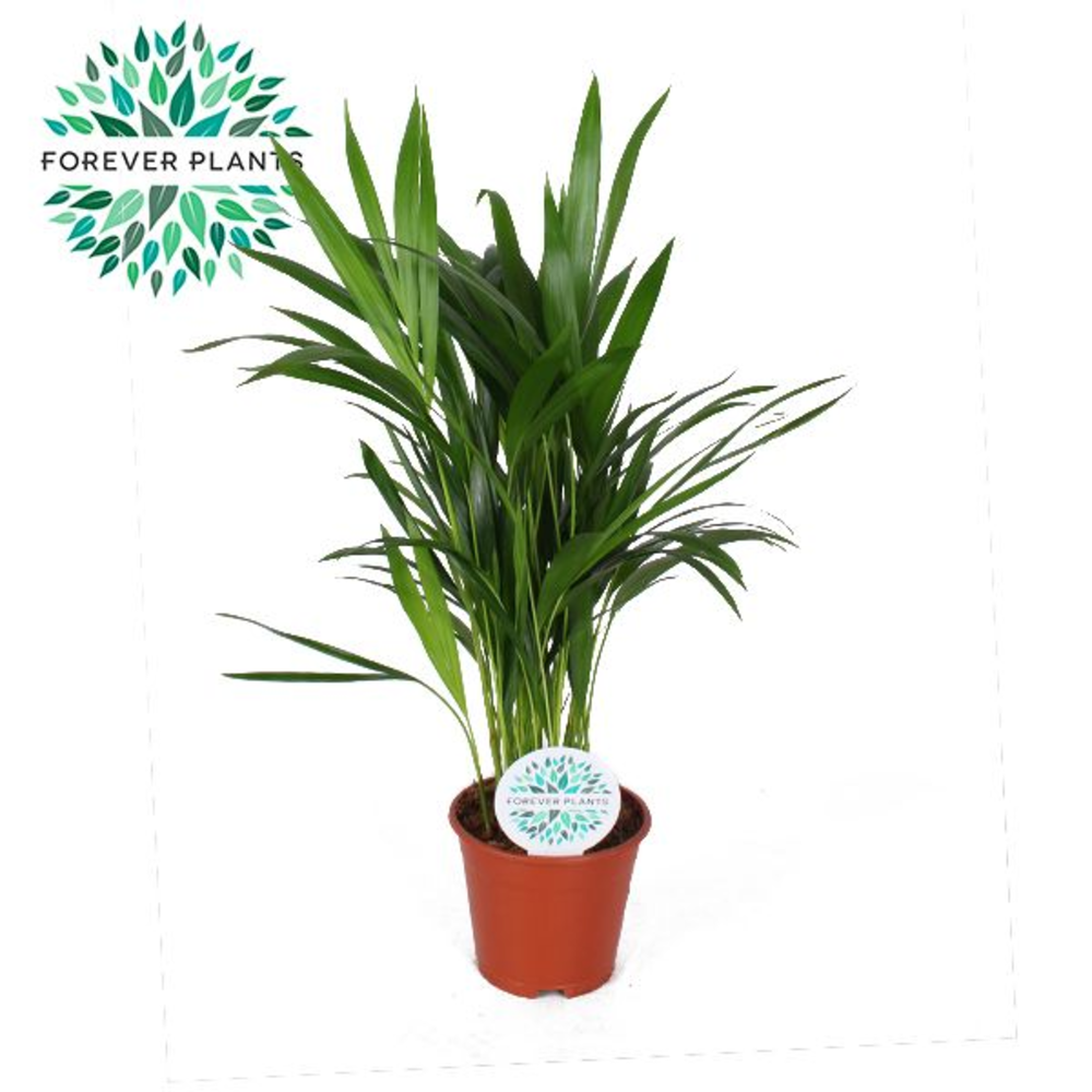 Areca Dypsis lutescens p14.
