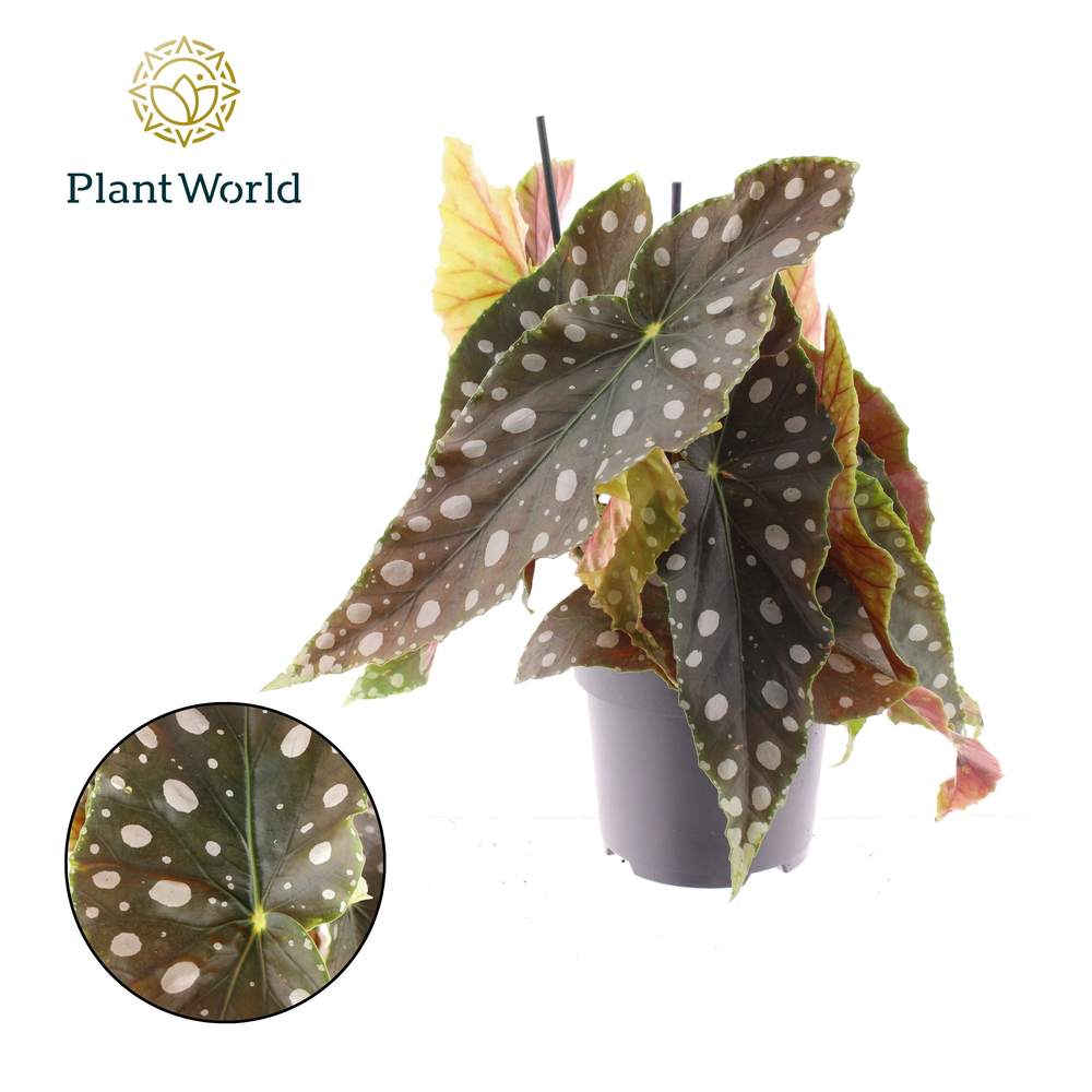 Begonia Maculata Mega Dot XL.