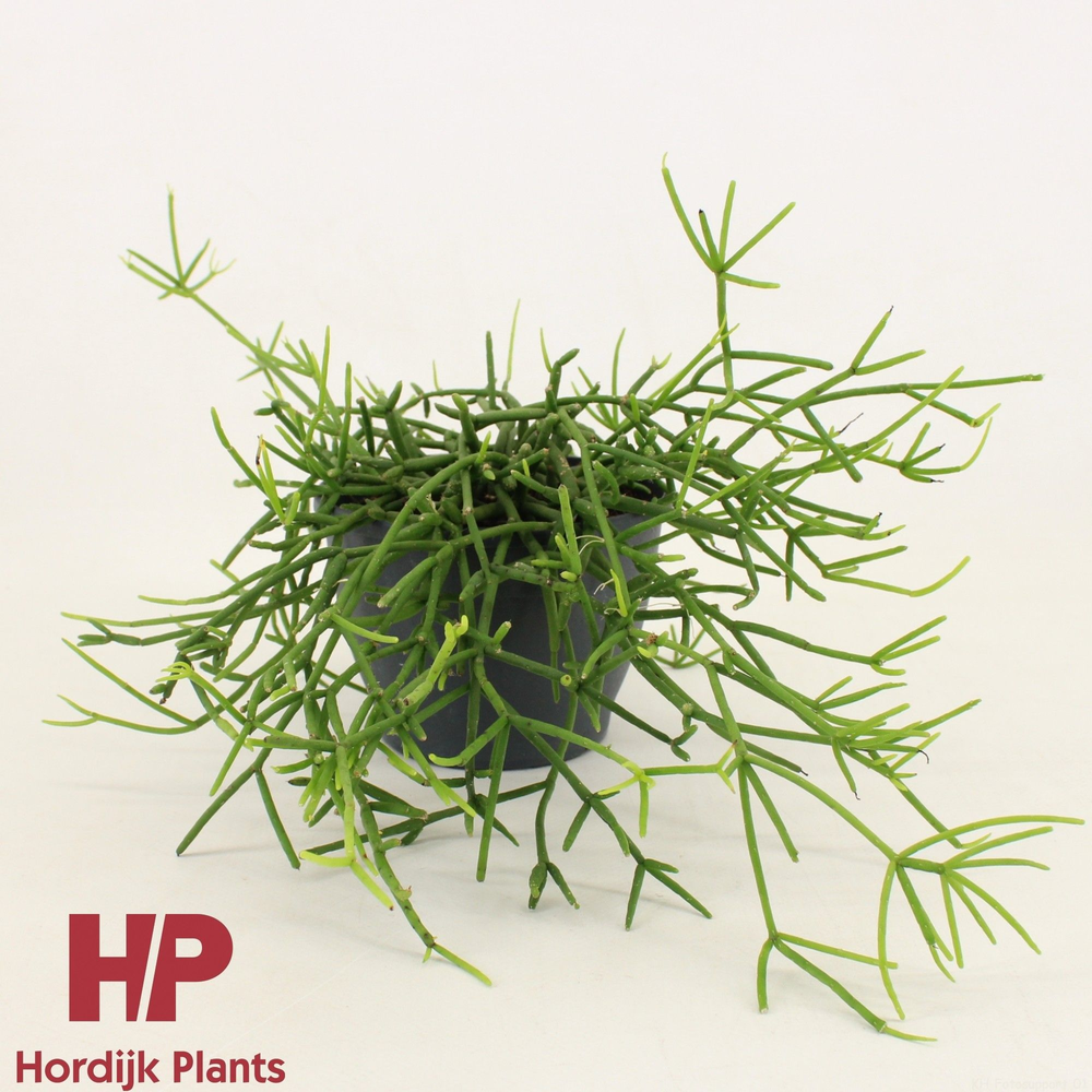 Rhipsalis heteroclada 12cm.