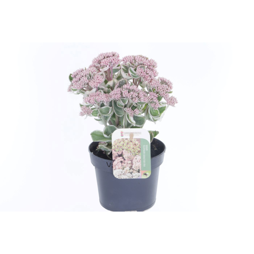 Sedum telephium La Vie en Rose.