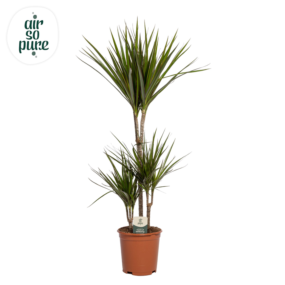 Dracaena Marginata p21, 45+15+10.