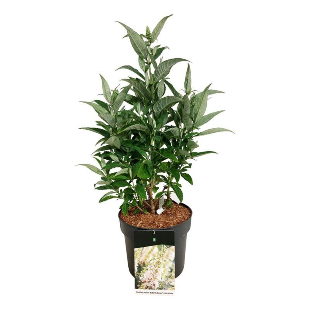 Buddleja d. B. Candy Little White.