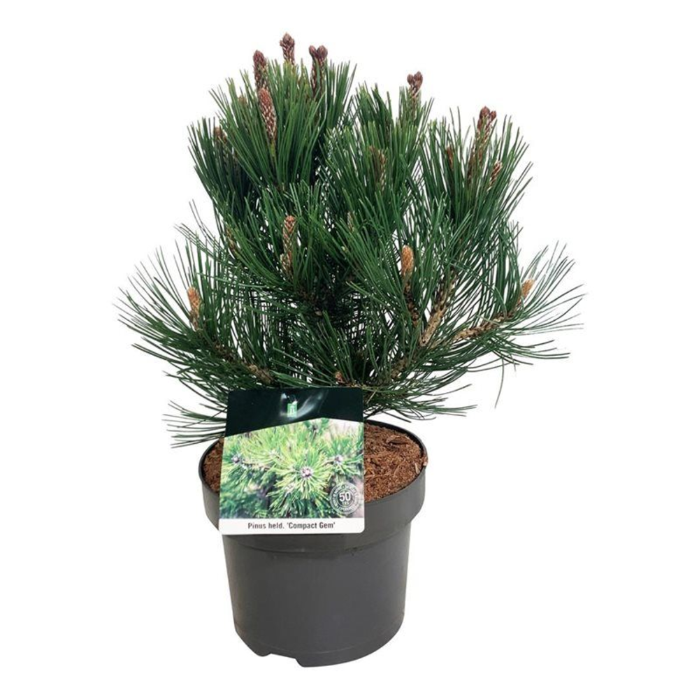 Pinus held. 'Compact Gem'.