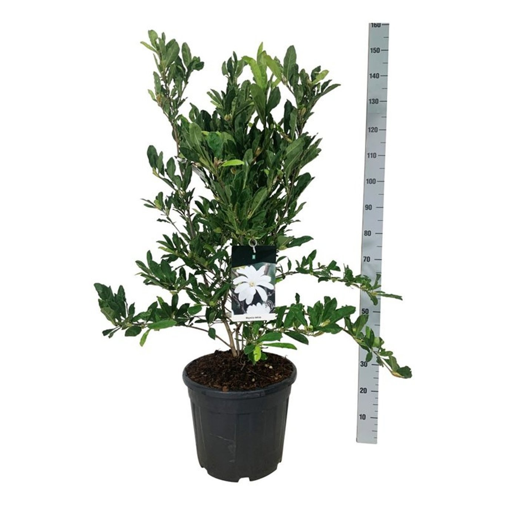 Magnolia stellata.