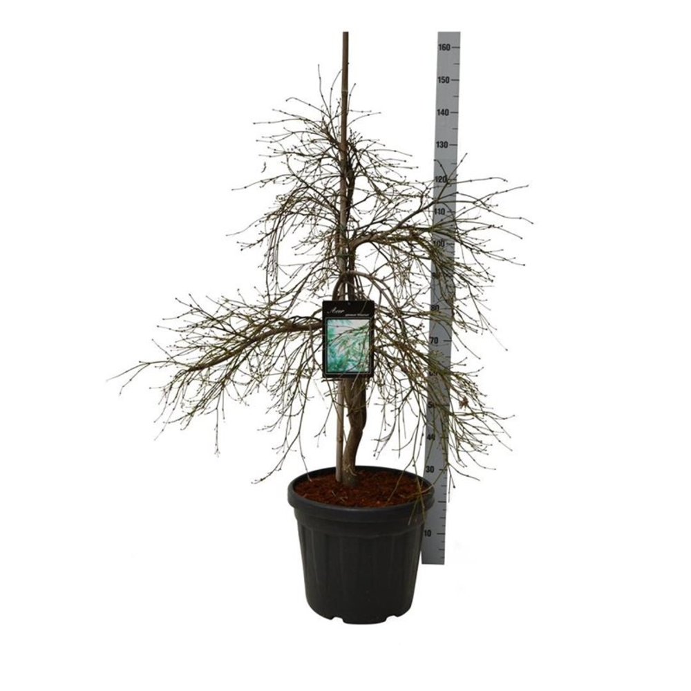 Acer pal. 'Dissectum'.