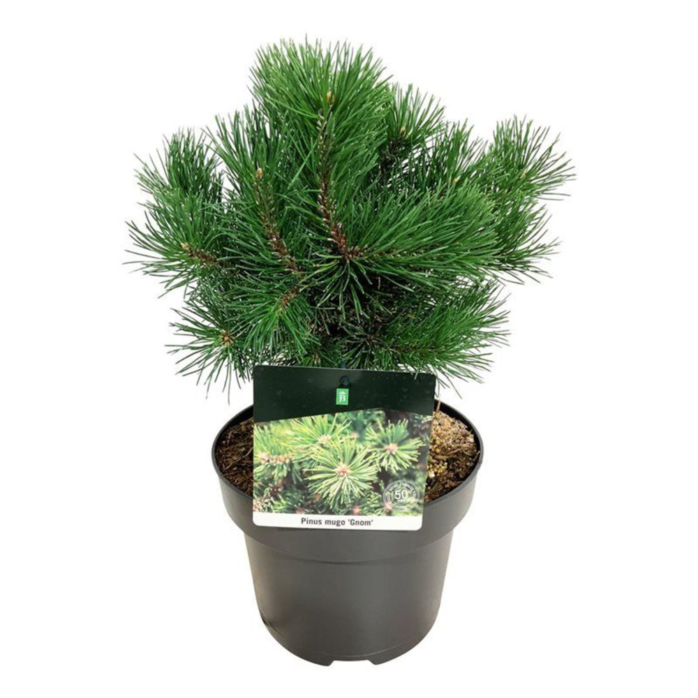 Pinus mugo 'Gnom'.