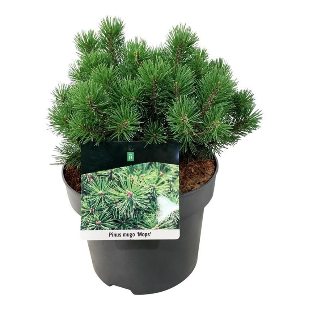 Pinus mugo 'Mops'.