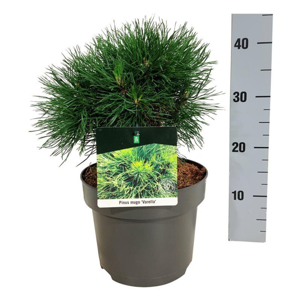 Pinus mugo 'Varella'.